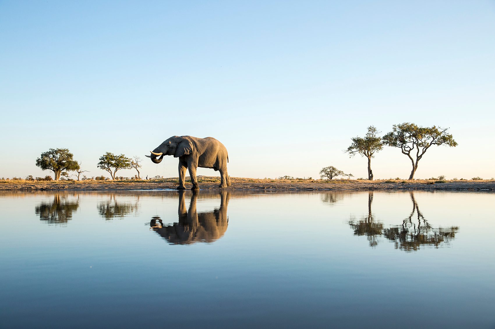 Elephant by water. Credit: Getty Images
